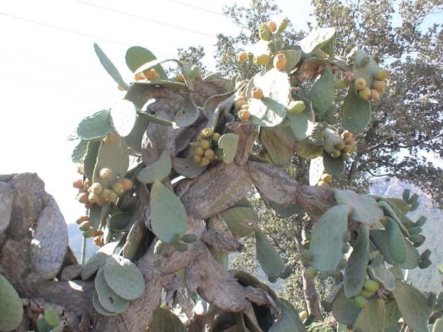 Gölköy Kaktusfeigen